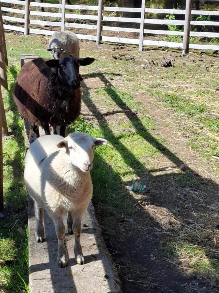 Rekreacni Stredisko Rojana Otel Svratka Dış mekan fotoğraf